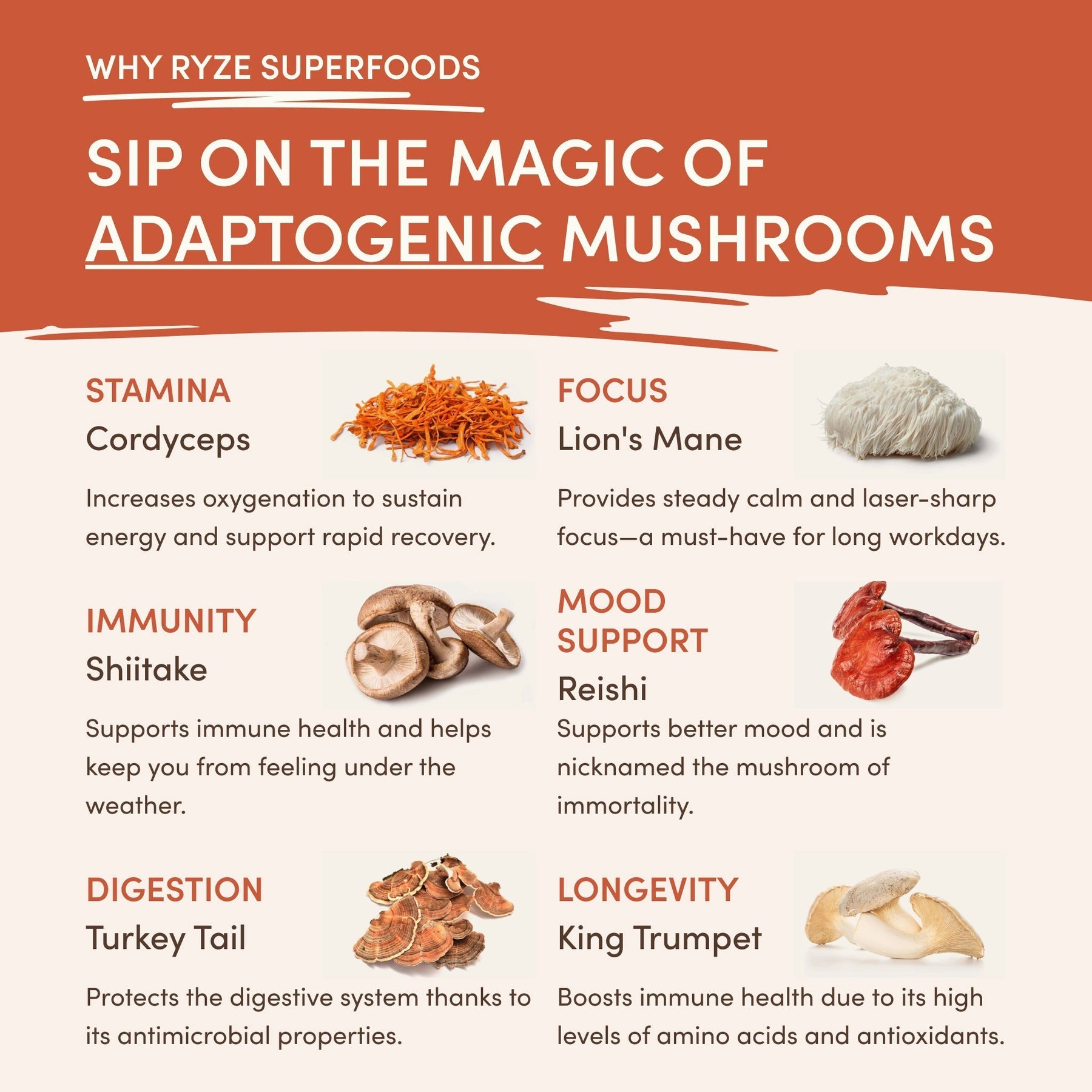 Superfood Creamer M10P